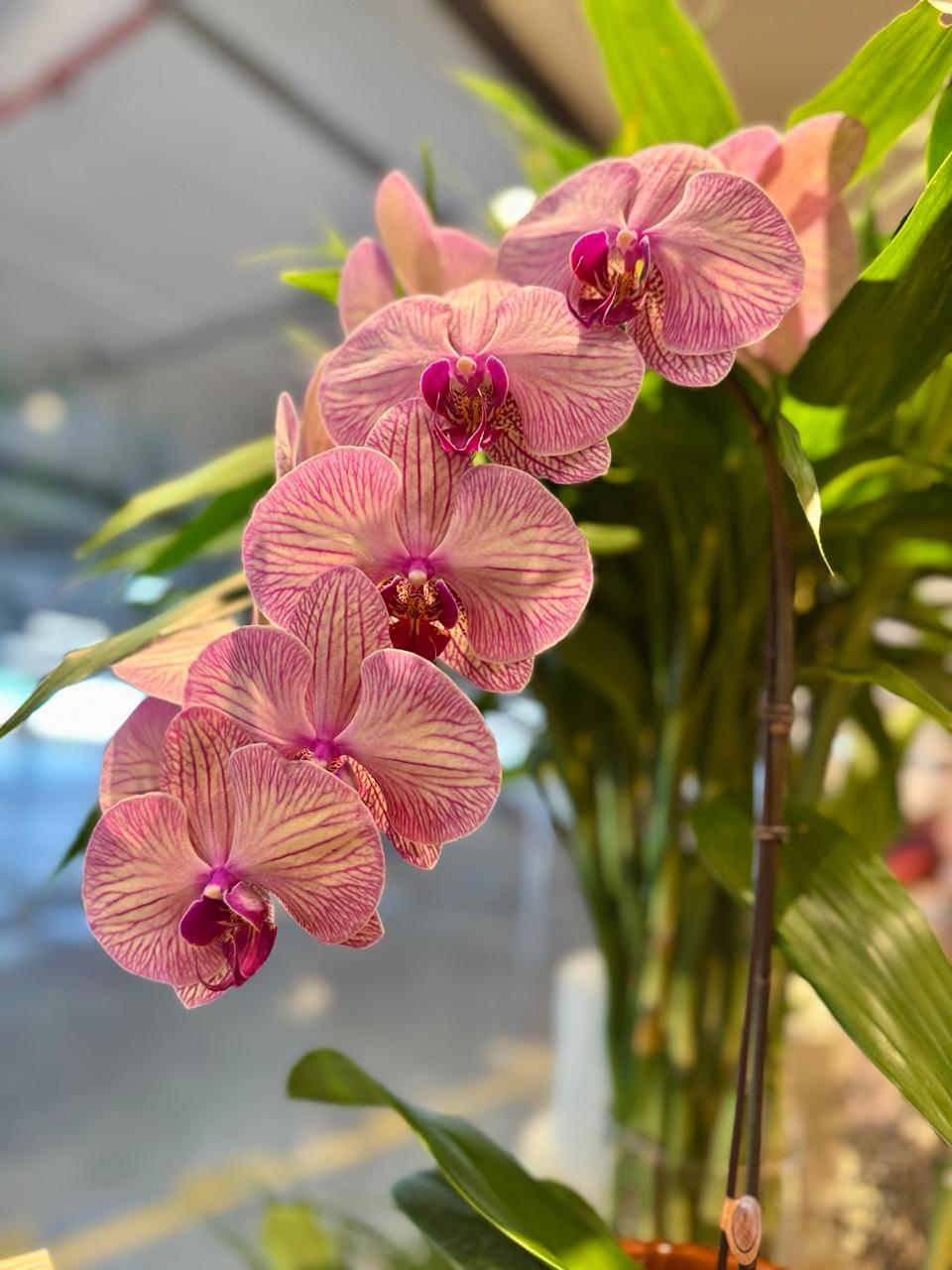 Orquídea — Flor & Art